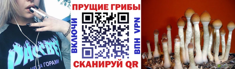 Галлюциногенные грибы мицелий  Никольское 